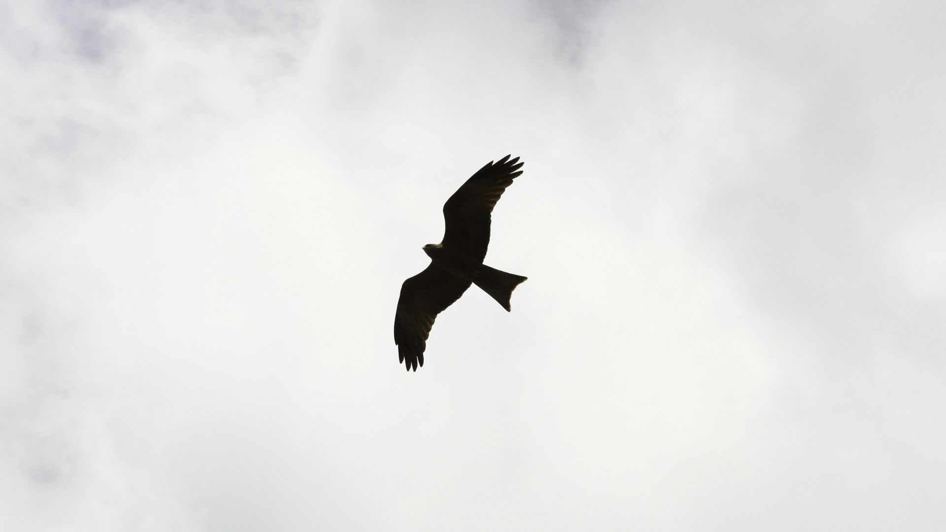 Detectan Posible Caso de Gripe Aviar en Parque Morelos de Tijuana