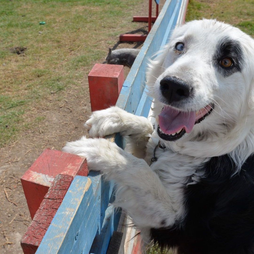 Opciones para el Cuidado de tus Mascotas en estas Vacaciones