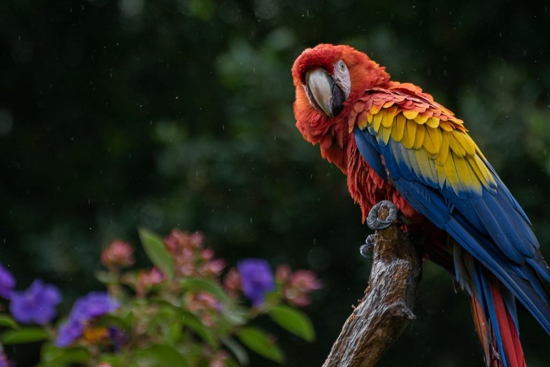 Roban Aves en Peligro de Extinción Zoológico de Chiapas