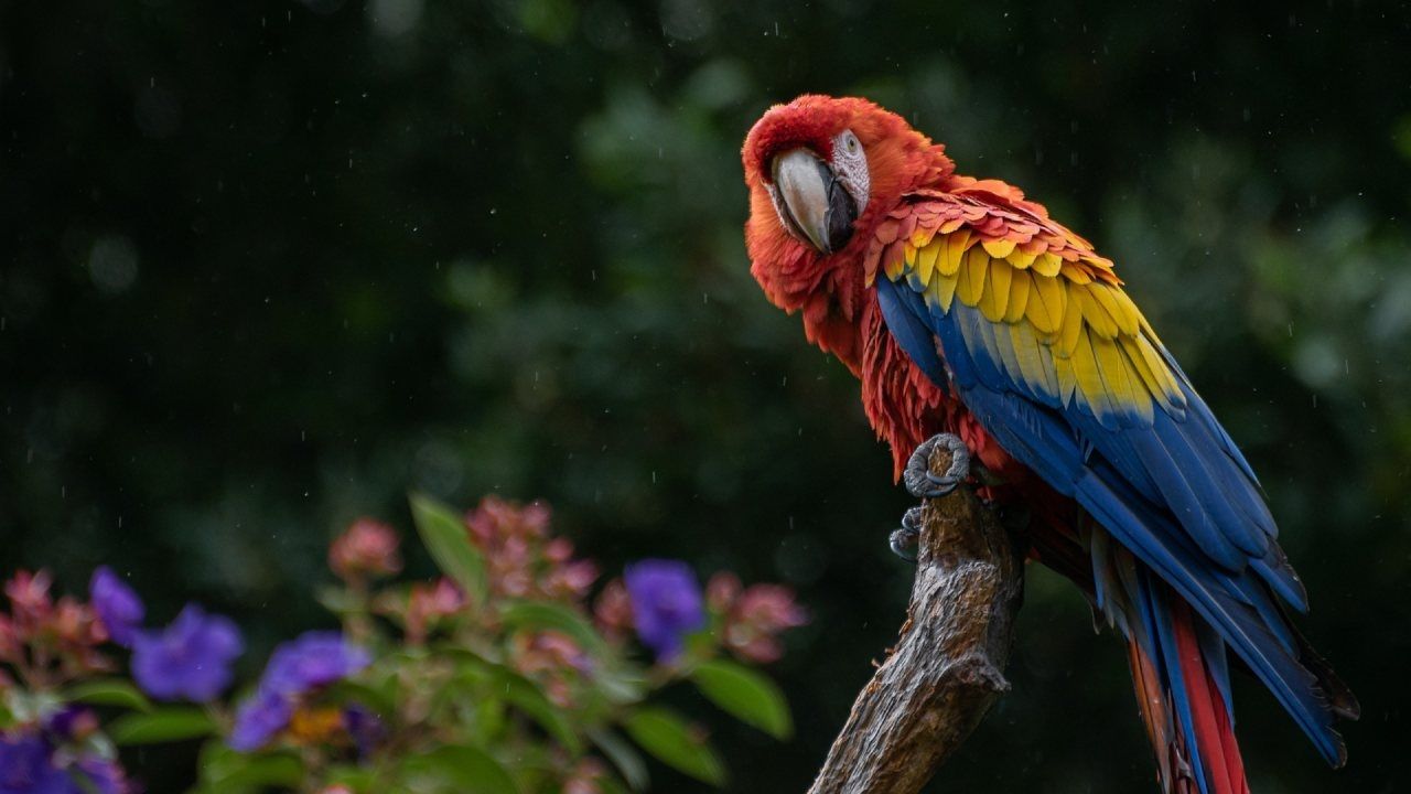 Roban Aves en Peligro de Extinción Zoológico de Chiapas
