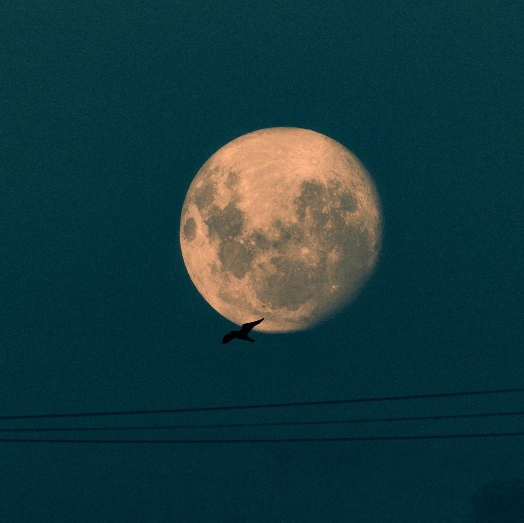 ¿Cuándo Ver Primera Llena de Enero 2024, Conocida como 'Luna de Lobo'?