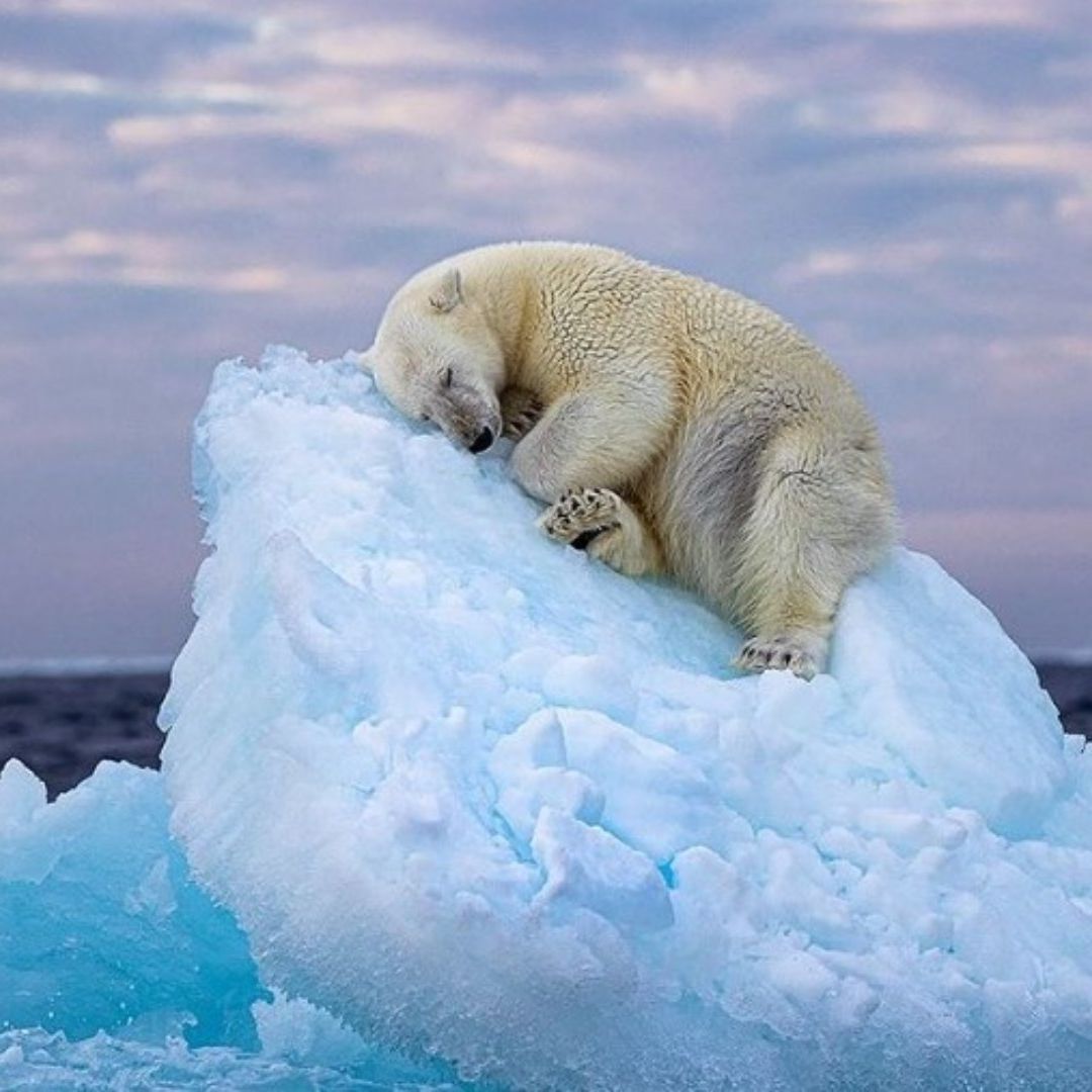 Esta fotografía es la que ganó el 'Wildlife Photographer of the Year'. Foto: Nima Sarikhani