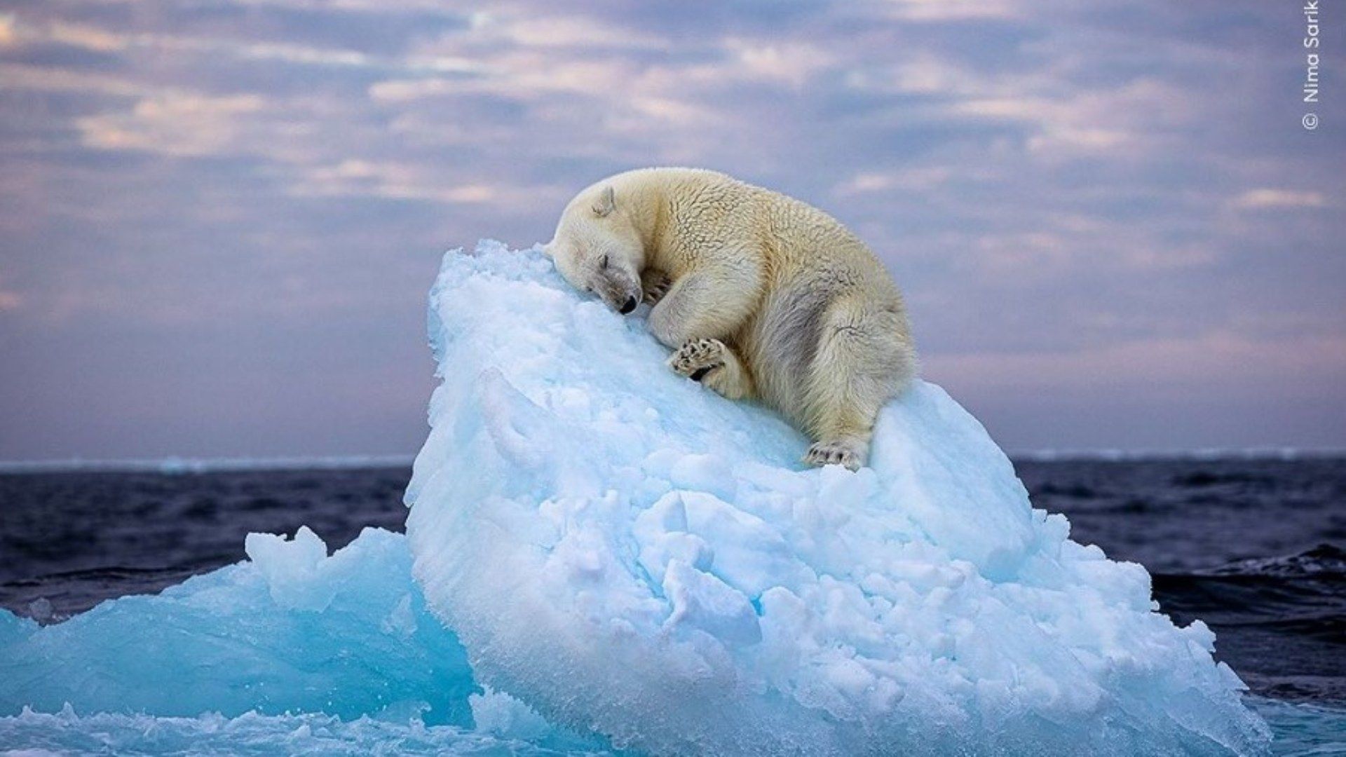 Esta fotografía es la que ganó el 'Wildlife Photographer of the Year'. Foto: Nima Sarikhani