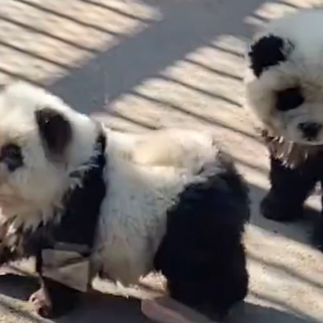 No lo Sé, Rick, Parecen Falsos: Zoológico ‘Pinta’ Perritos para Hacerlos Pasar por Pandas