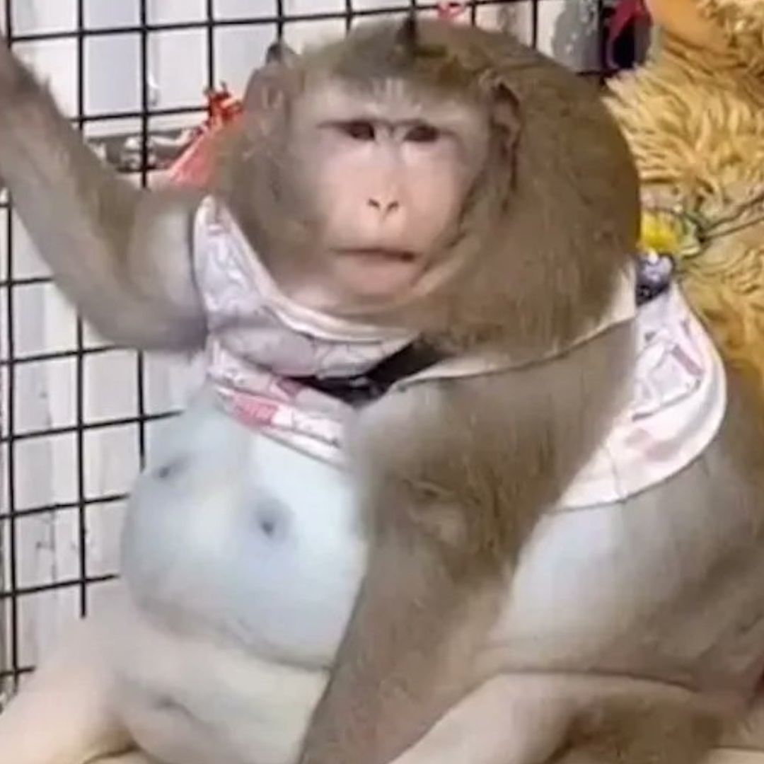 Descanse en paz el macaco 'Godzilla'. Foto: @apexworldnews