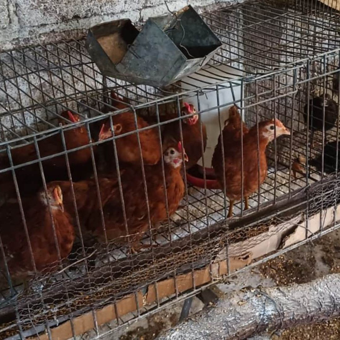 Autoridades sanitarias del Estado de México alertaron por síntomas entre personas ante el brote de gripe aviar