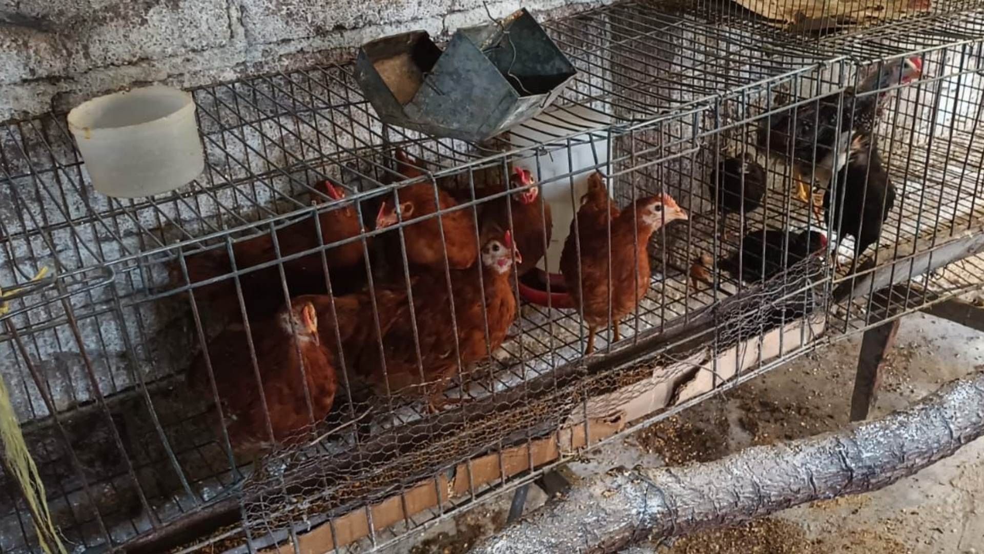 Autoridades sanitarias del Estado de México alertaron por síntomas entre personas ante el brote de gripe aviar