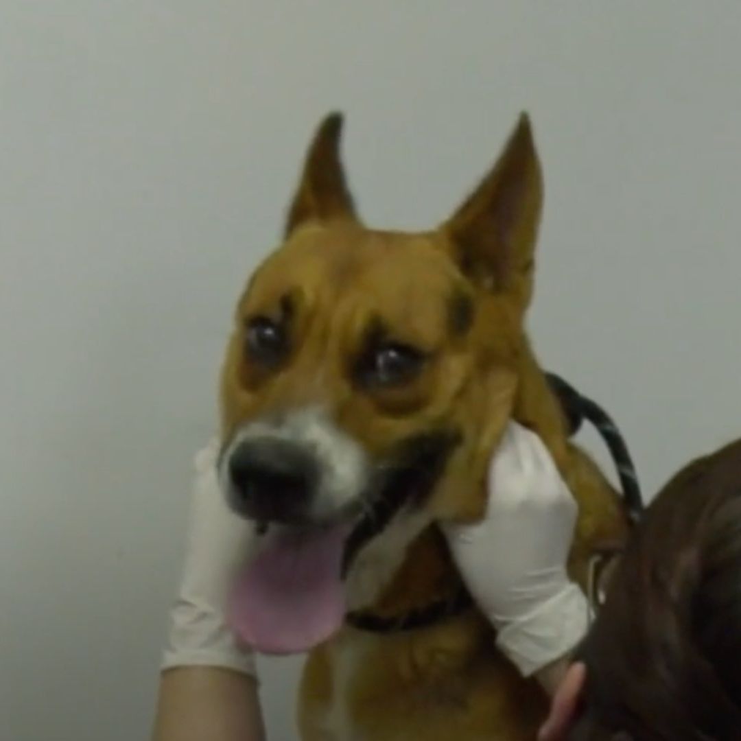 Piden en Monterrey Denunciar Maltrato Animal Tras Caso de Darius, Perrito Rescatado en Pésimas Condiciones