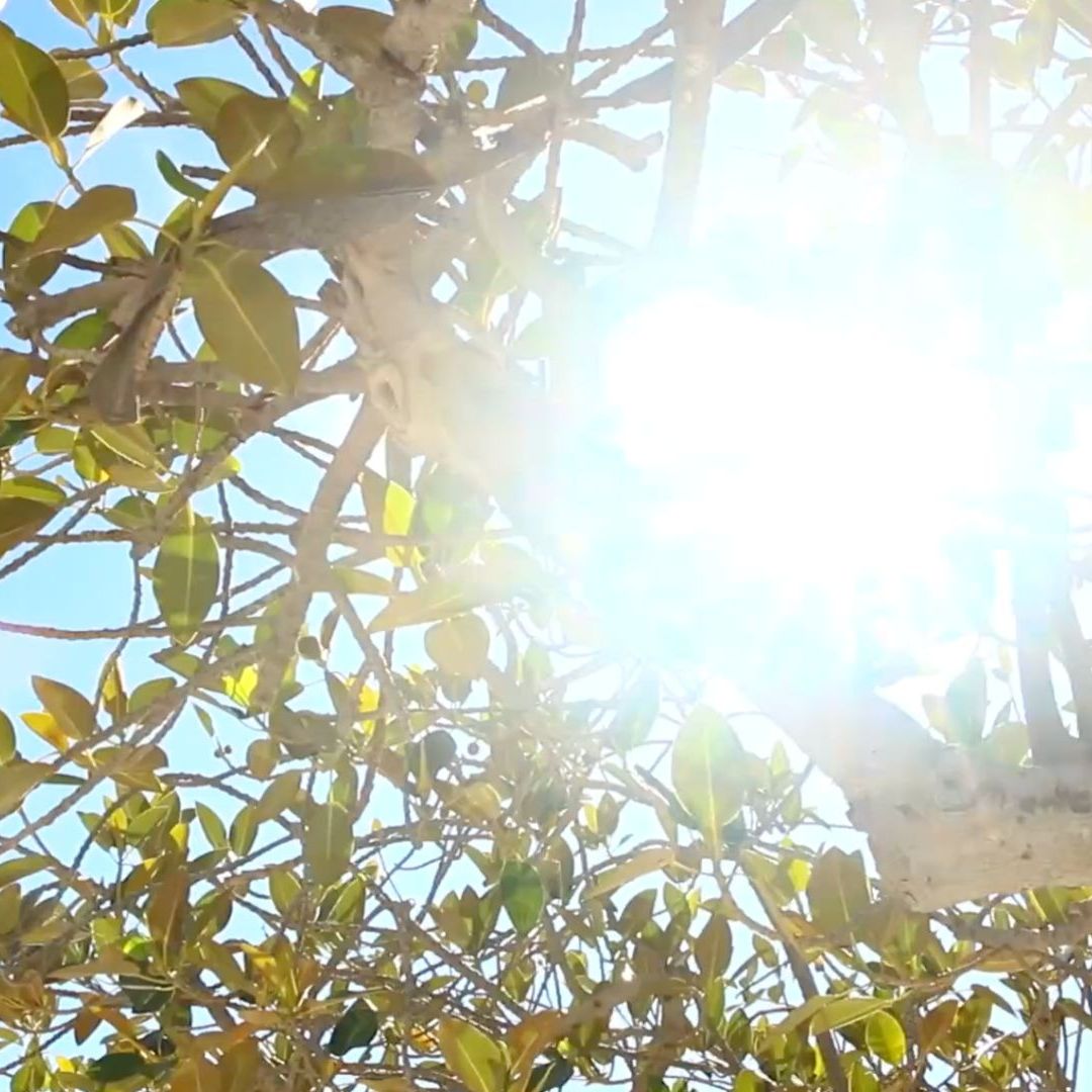 ¡Calorón! Mexicali Podría Alcanzar los 40 Grados Centígrados esta Semana