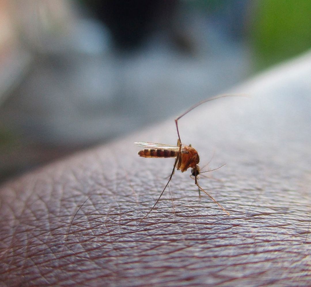 Los casos de dengue en México van al alza, y las autoridades ya lo consideran un tema de salud pública
