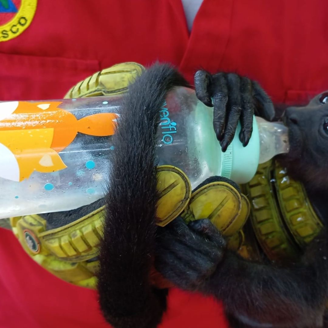 Monos Sarahuato Son Rescatados Tras Desvanecerse de Calor en Tabasco