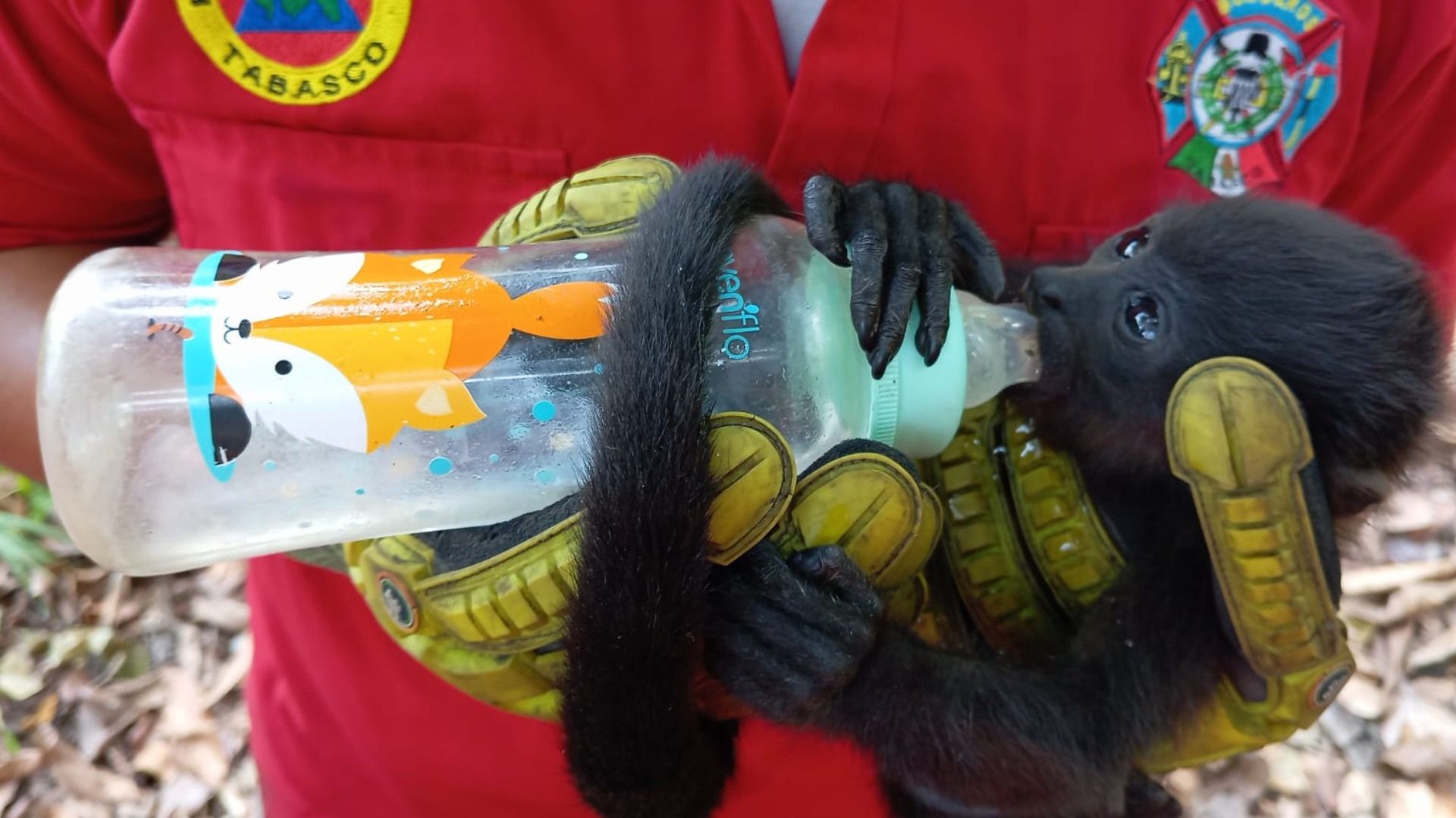 Monos Sarahuato Son Rescatados Tras Desvanecerse de Calor en Tabasco