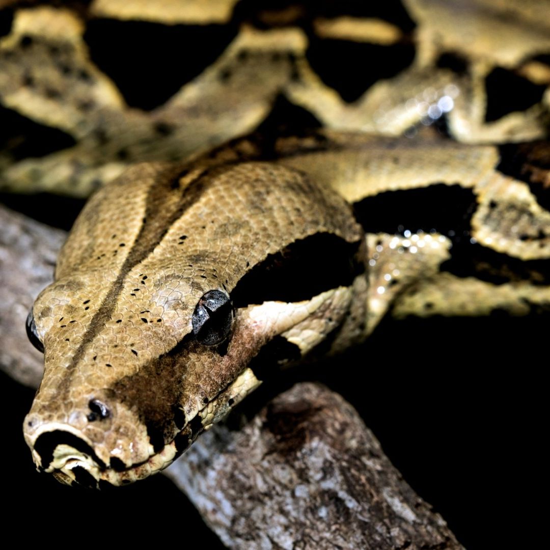 Serpiente Venenosa Muerde a Abuelita y la Mata en Hidalgo
