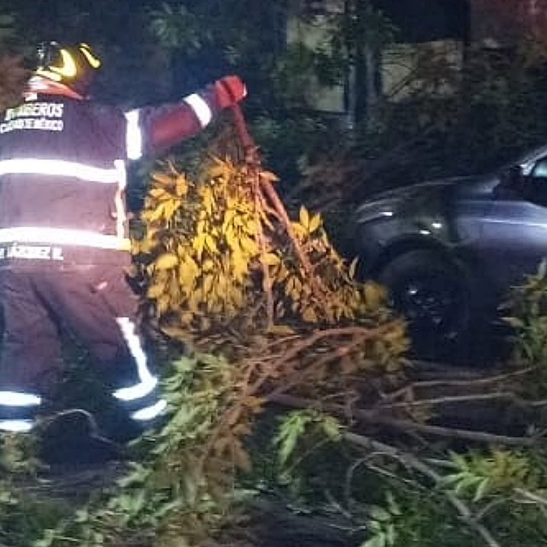 Árbol de 50 Metros Se Desprende En Azcapotzalco: Daña Automóvil y Transformador
