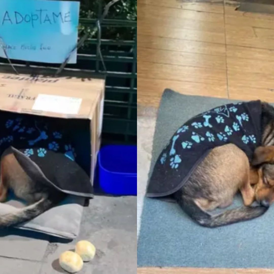 “Chucho”, cachorro de 10 meses fue abandonado en la calle en una caja