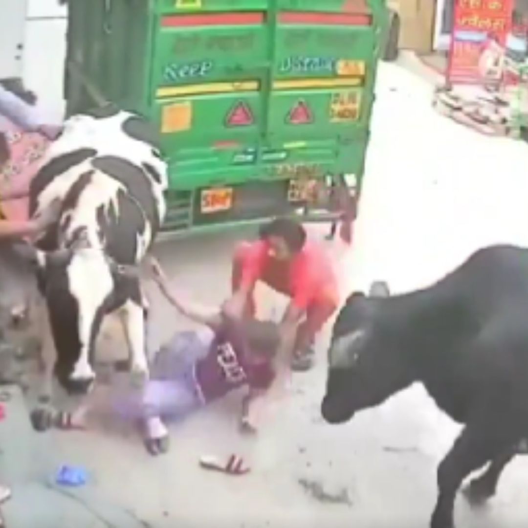 Dos vacas embisten a tres jóvenes mujeres en la India