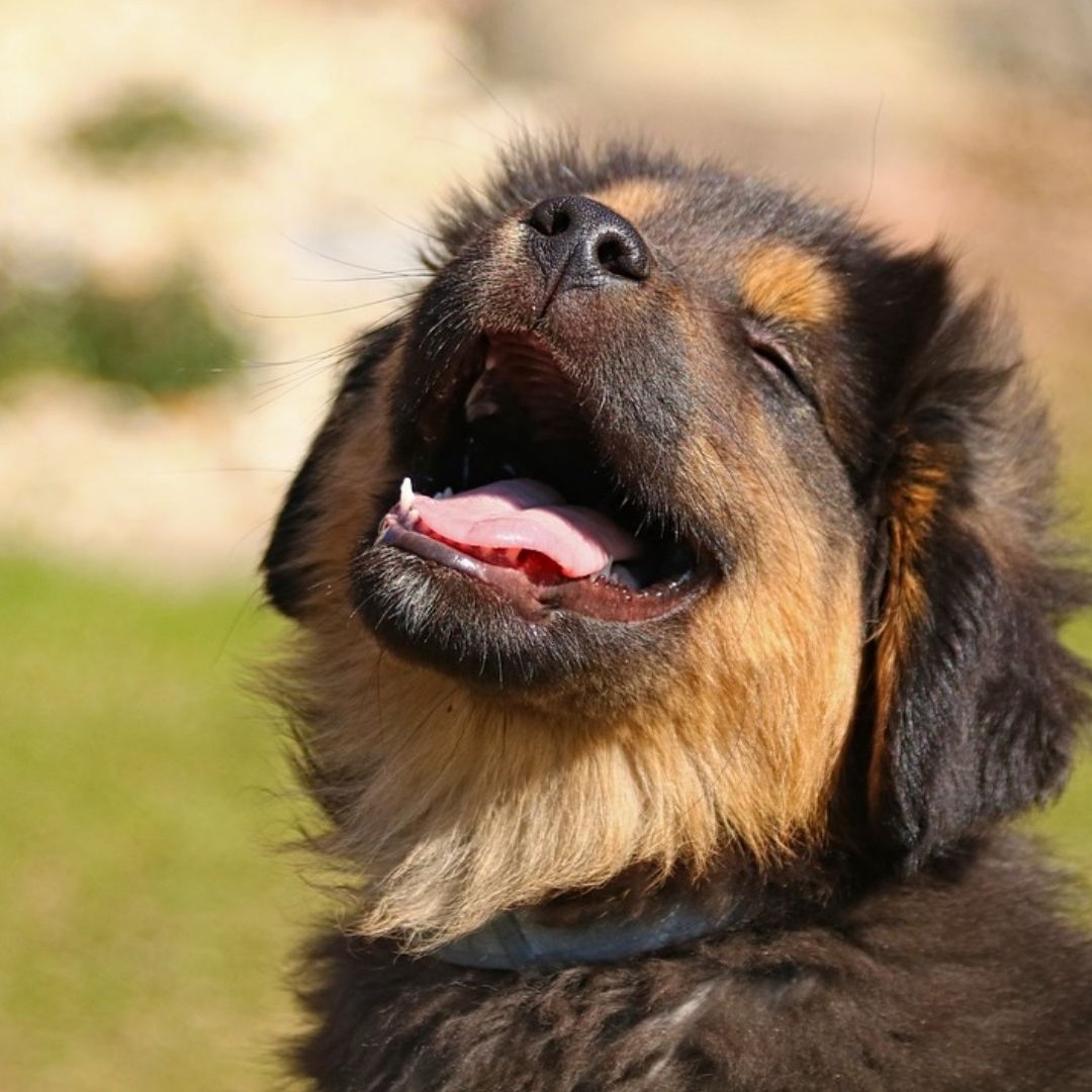 UNAM emite recomendaciones para evitar golpe de calor en perritos