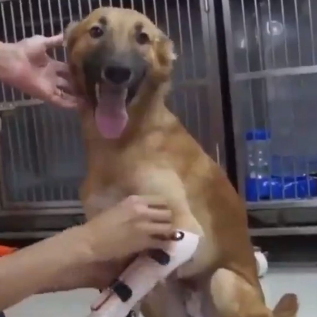 Perrito se pone feliz por recibir prótesis