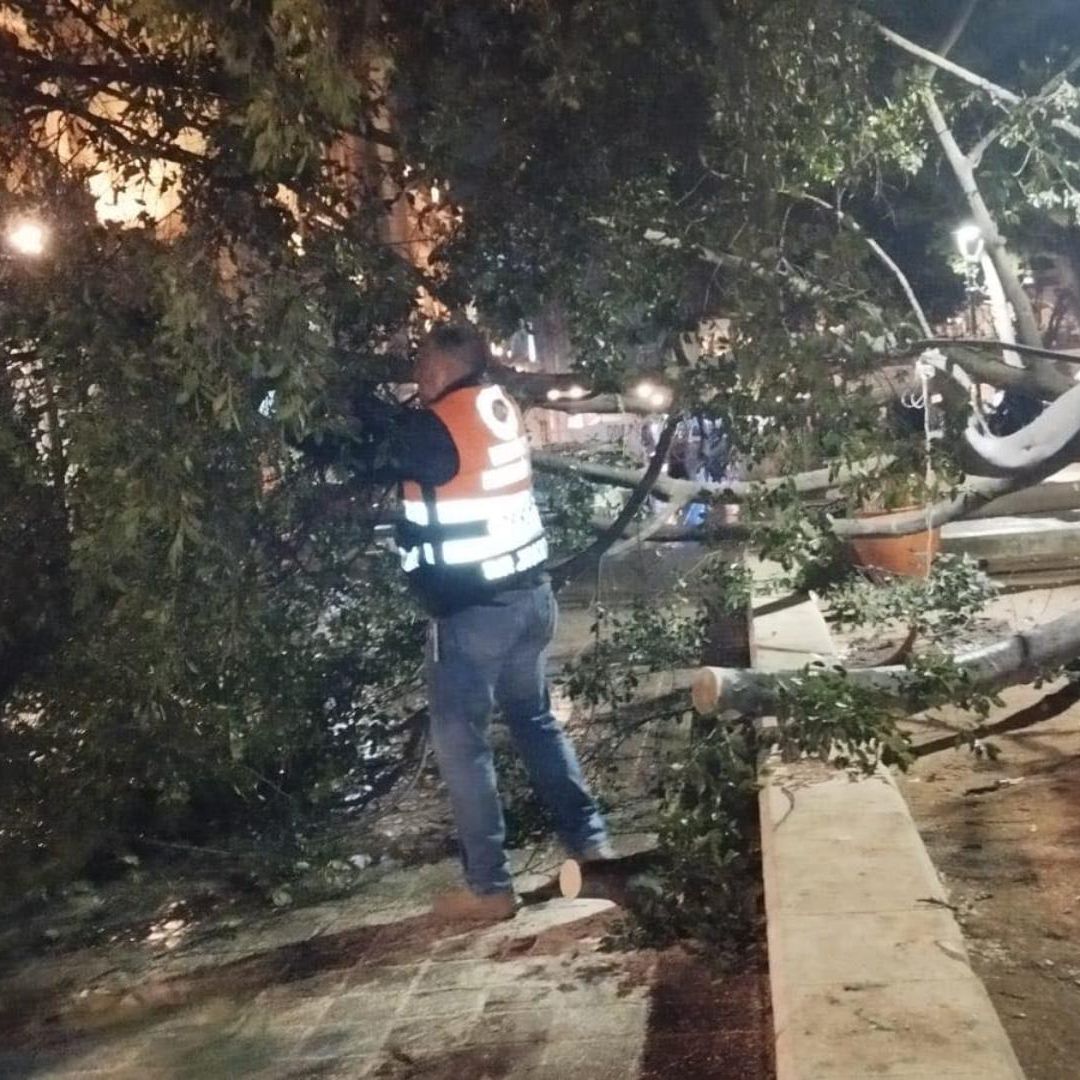 Árbol de Laurel de 10 Metros Colapsa a Causa de la Lluvia y el Viento en Oaxaca