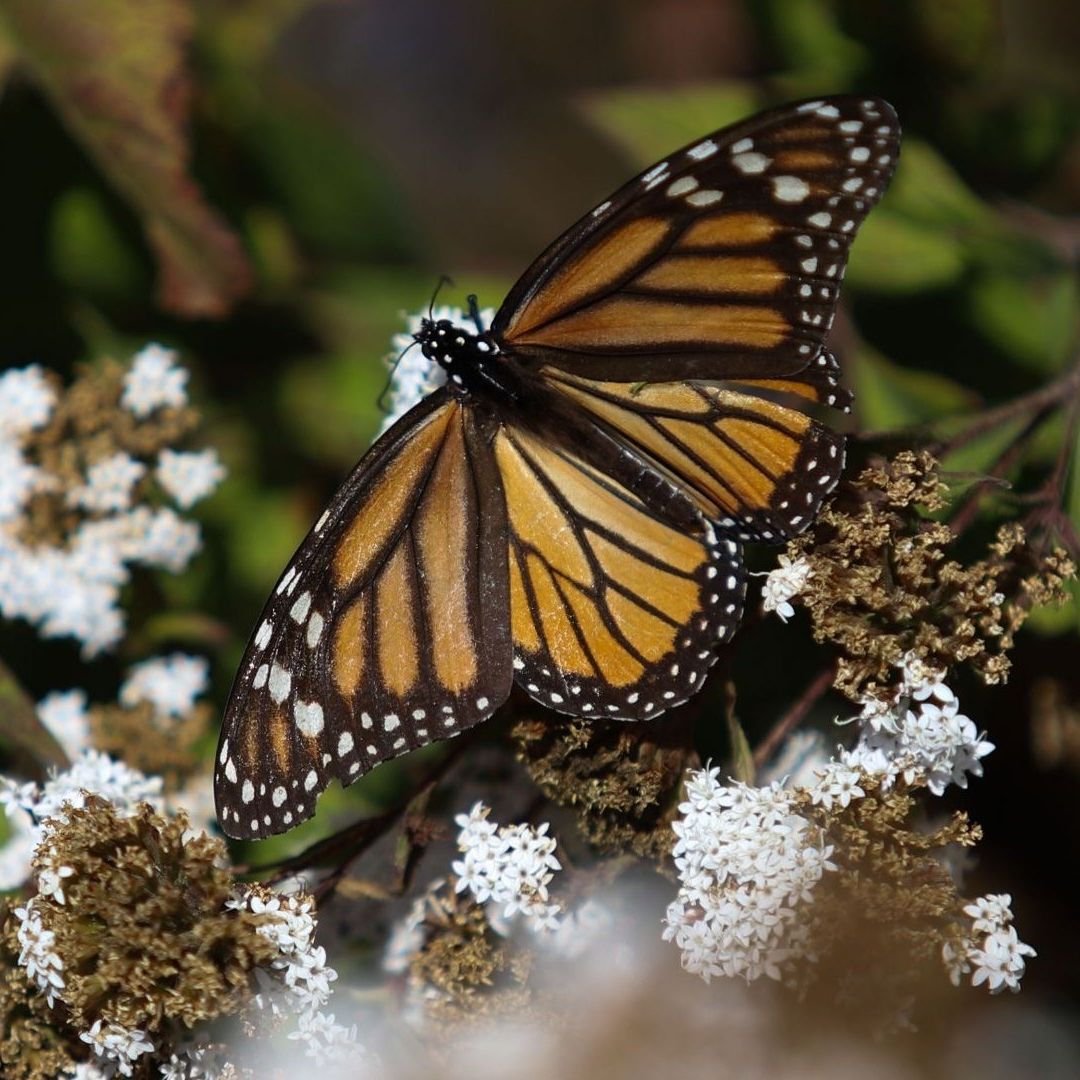 Mariposa Monarca: Crecen Sus Colonias en México 64% Respecto al Año Anterior