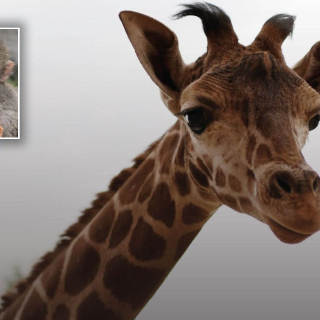 Como ‘Punch’: Nace Jirafa y es Rechazada por su Mamá en Zoológico de San Juan de Aragón en CDMX