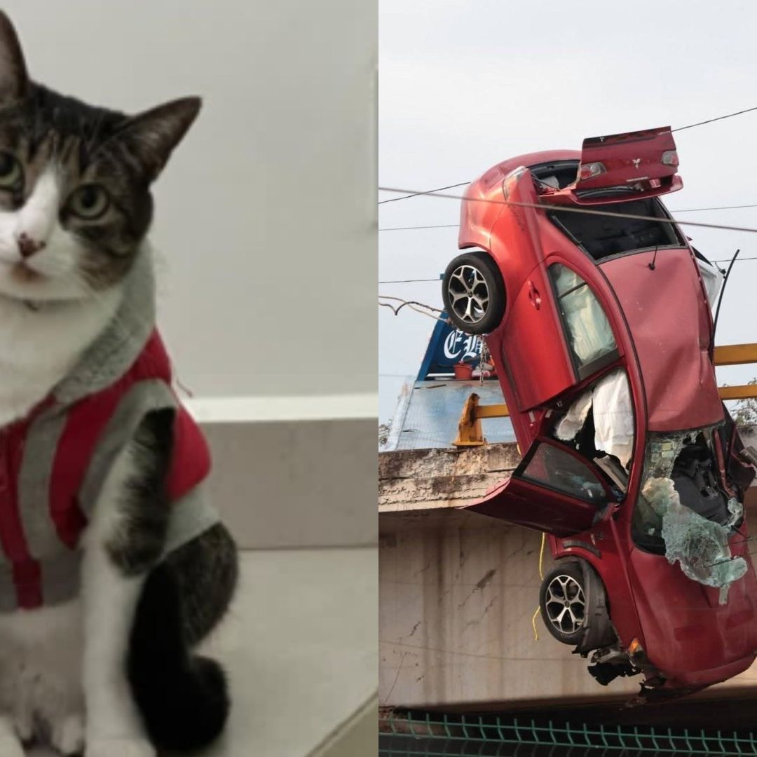 Gatita Mittens Extraviada Perdida tras Volcadura Accidente de Auto Colgado en Periférico Santiago Momoxpan Cholula