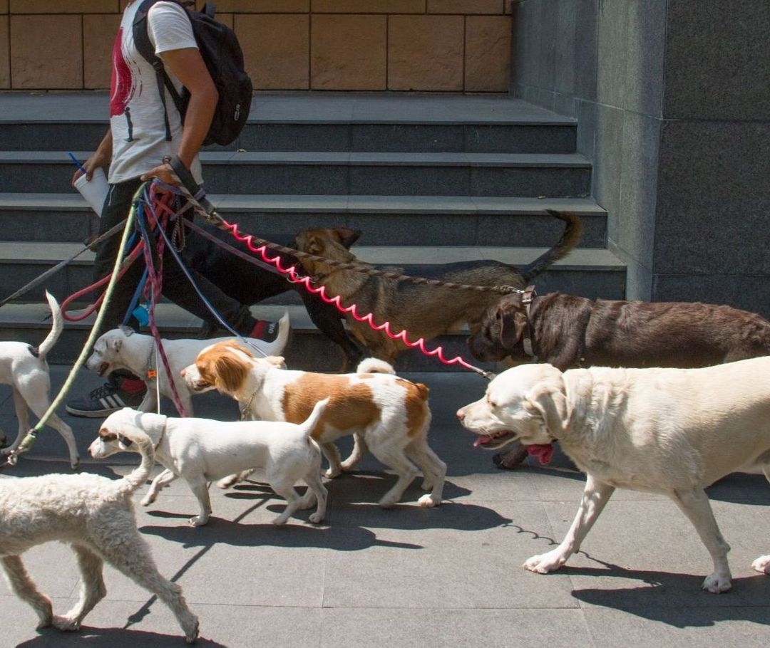 Paseadores de perros deben registrarse en padrón en la CDMX