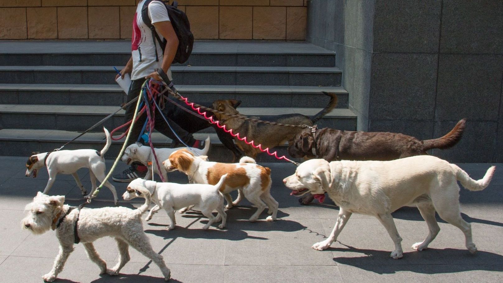 Paseadores de perros deben registrarse en padrón en la CDMX