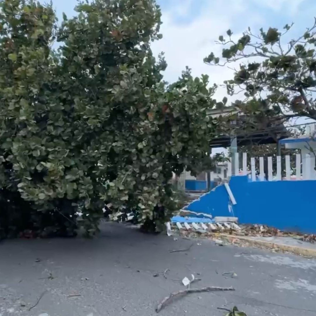 Frente Frío 41 Cae Árbol y Derriba Barda de Escuela por Fuertes Rachas de Viento en Veracruz