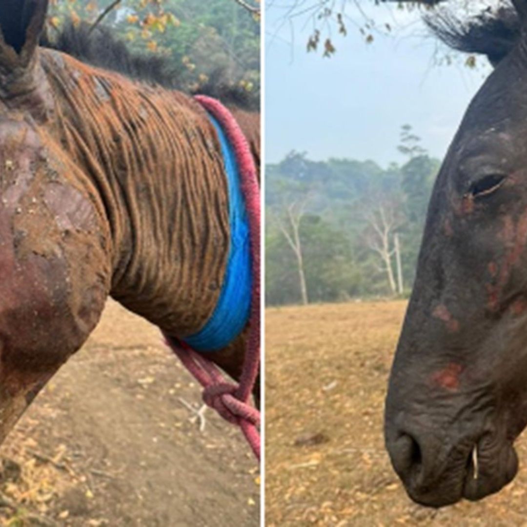 Caballos rescatados en Chiapas