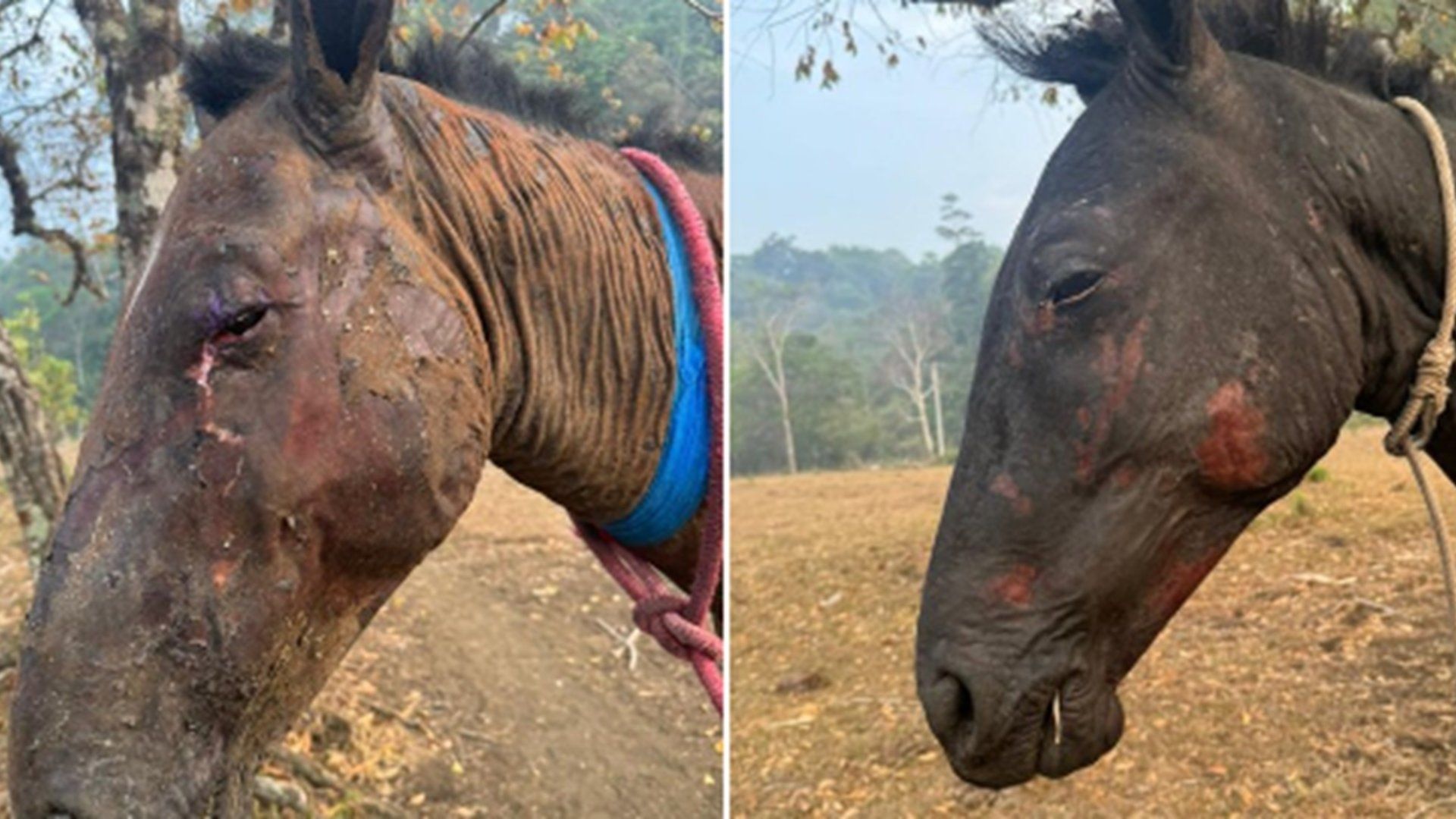 Caballos rescatados en Chiapas