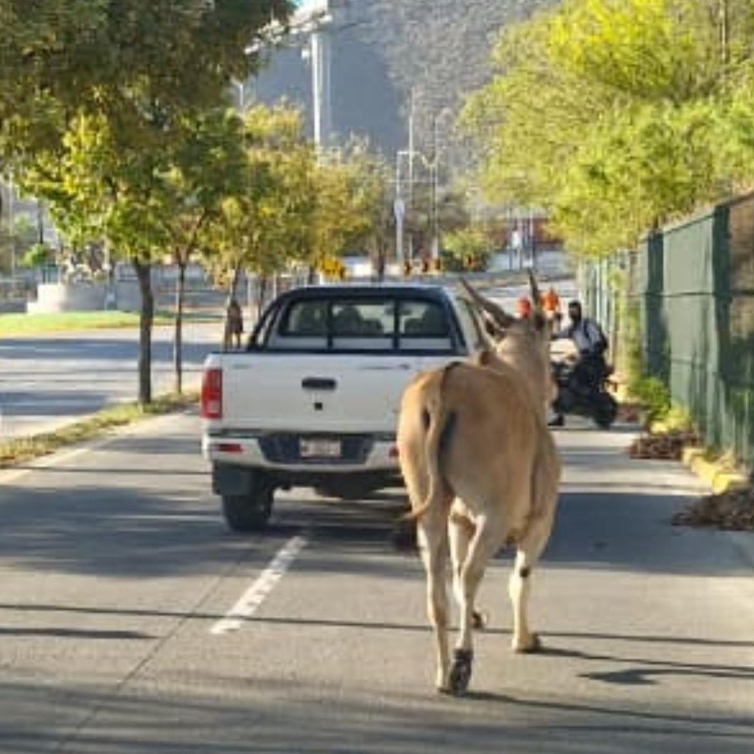 Venado en calles de estadio de rayados