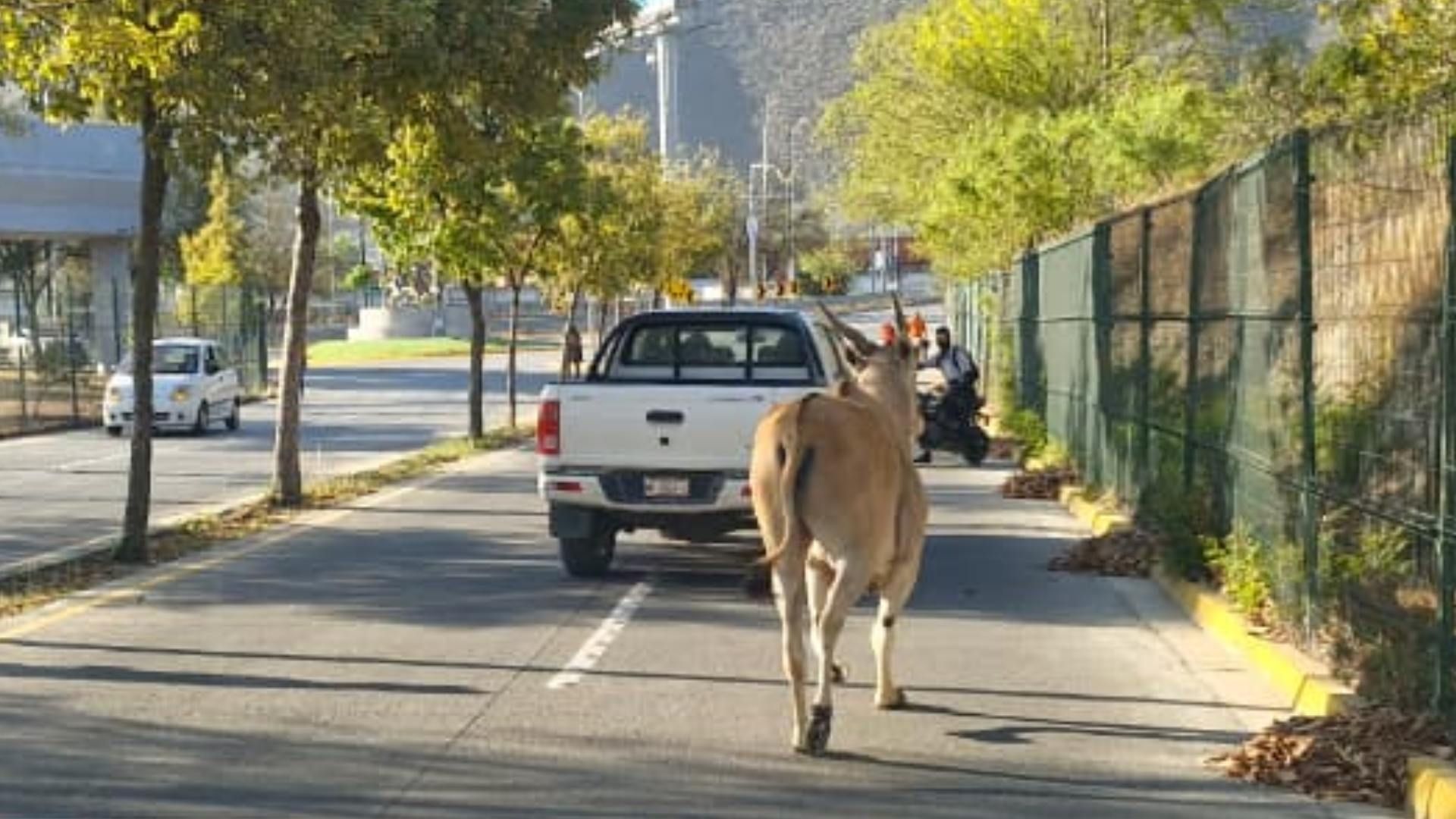 Venado en calles de estadio de rayados