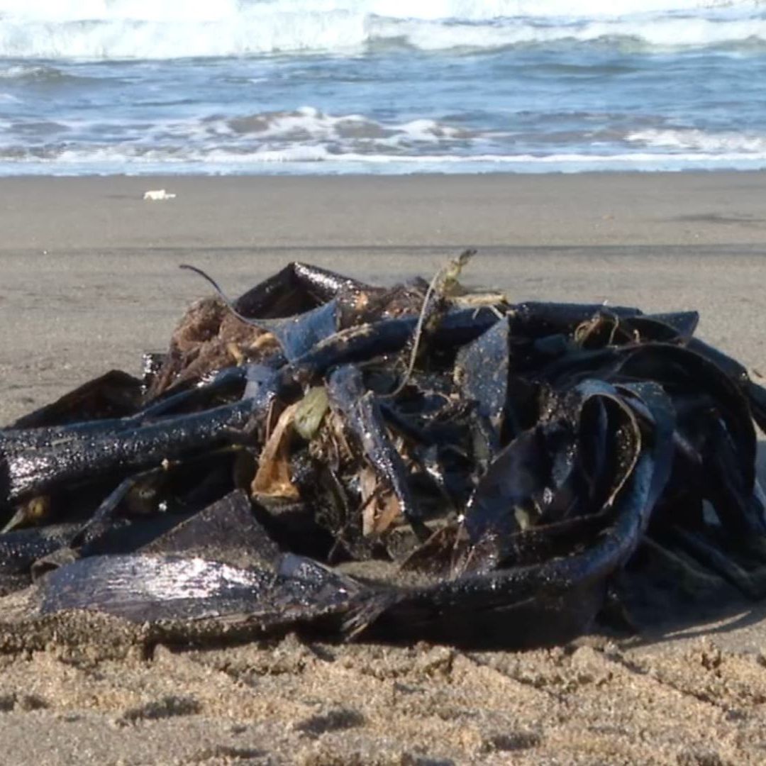 Algas con residuos de hidrocarburo en playa de Veracruz