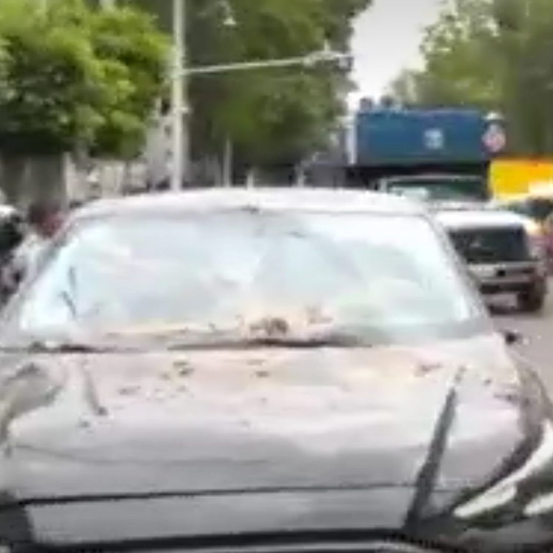 Cae árbol en CDMX