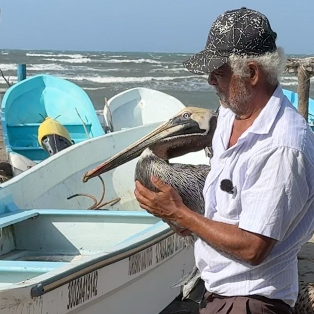 Pelicano y pescador en lanchas en una playa de Veracruz.
