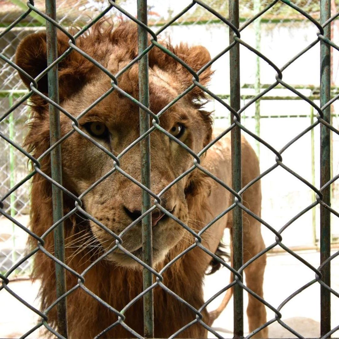 Visitantes del zoológico del Parque del Pueblo en Nezahualcóyotl se quejaron de las condiciones en que estaba un león africamo. Foto: Cuartoscuro