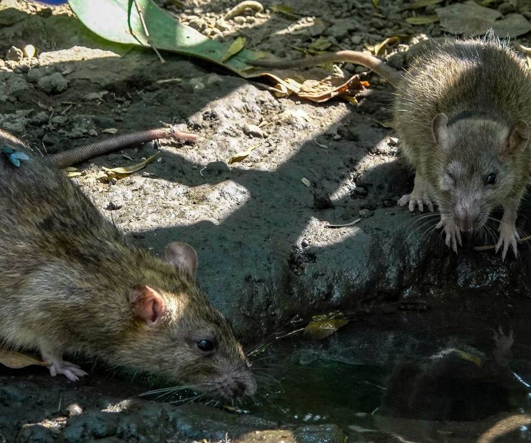 Continúa la plaga de ratas en Avenida Paseo de la Reforma, CDMX
