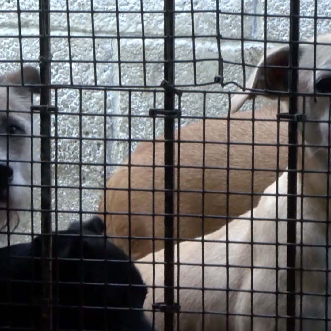 Muere Perro con Gusano Barrenador en Tampico; Activan Cerco Sanitario