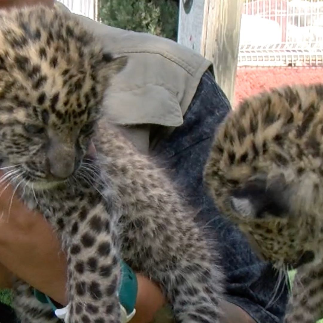 Dos Leopardos Africanos Nacieron en el Zoológico de Irapuato; Están en Peligro de Extinción. Foto: N+