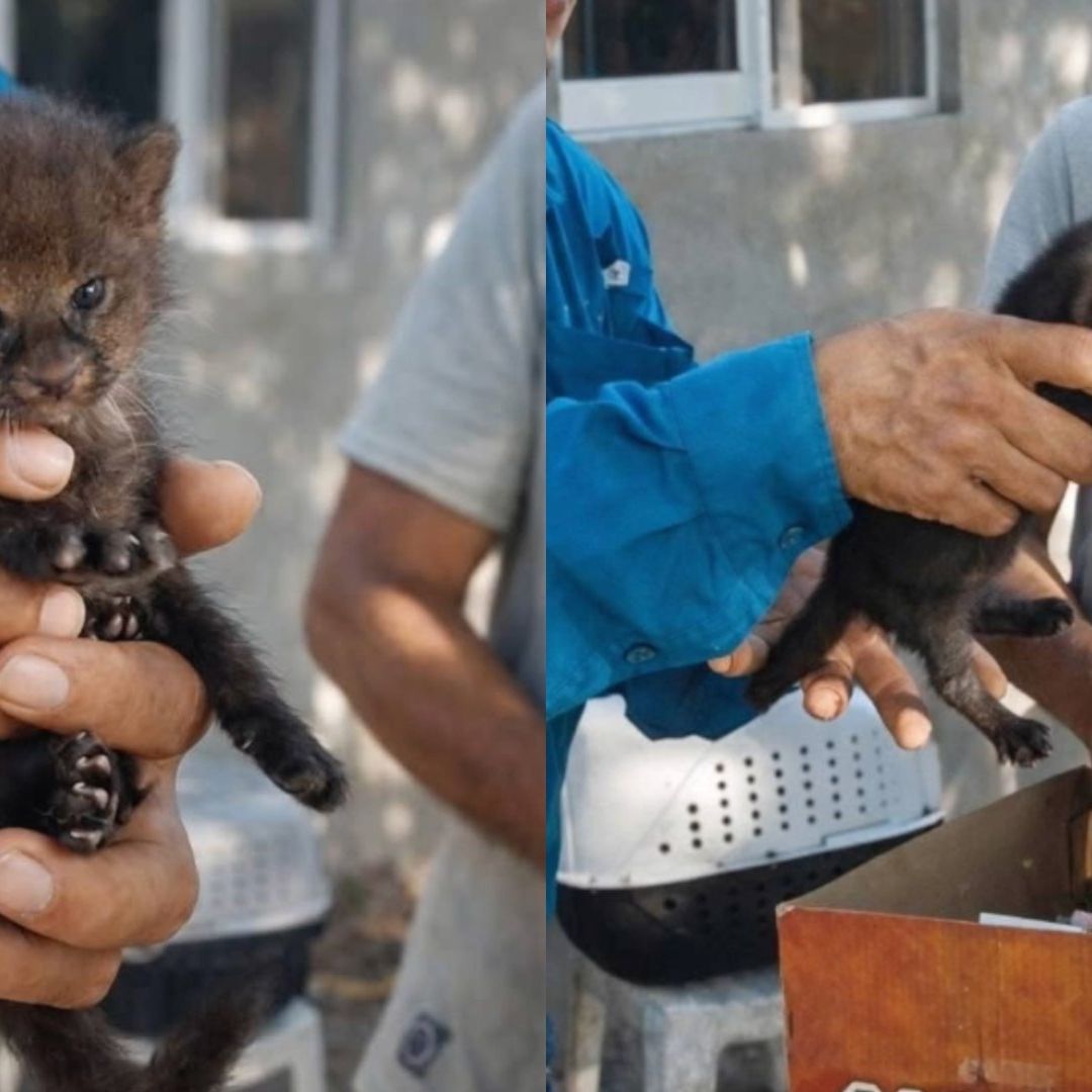 cría de jaguarundi rescatada en Veracruz