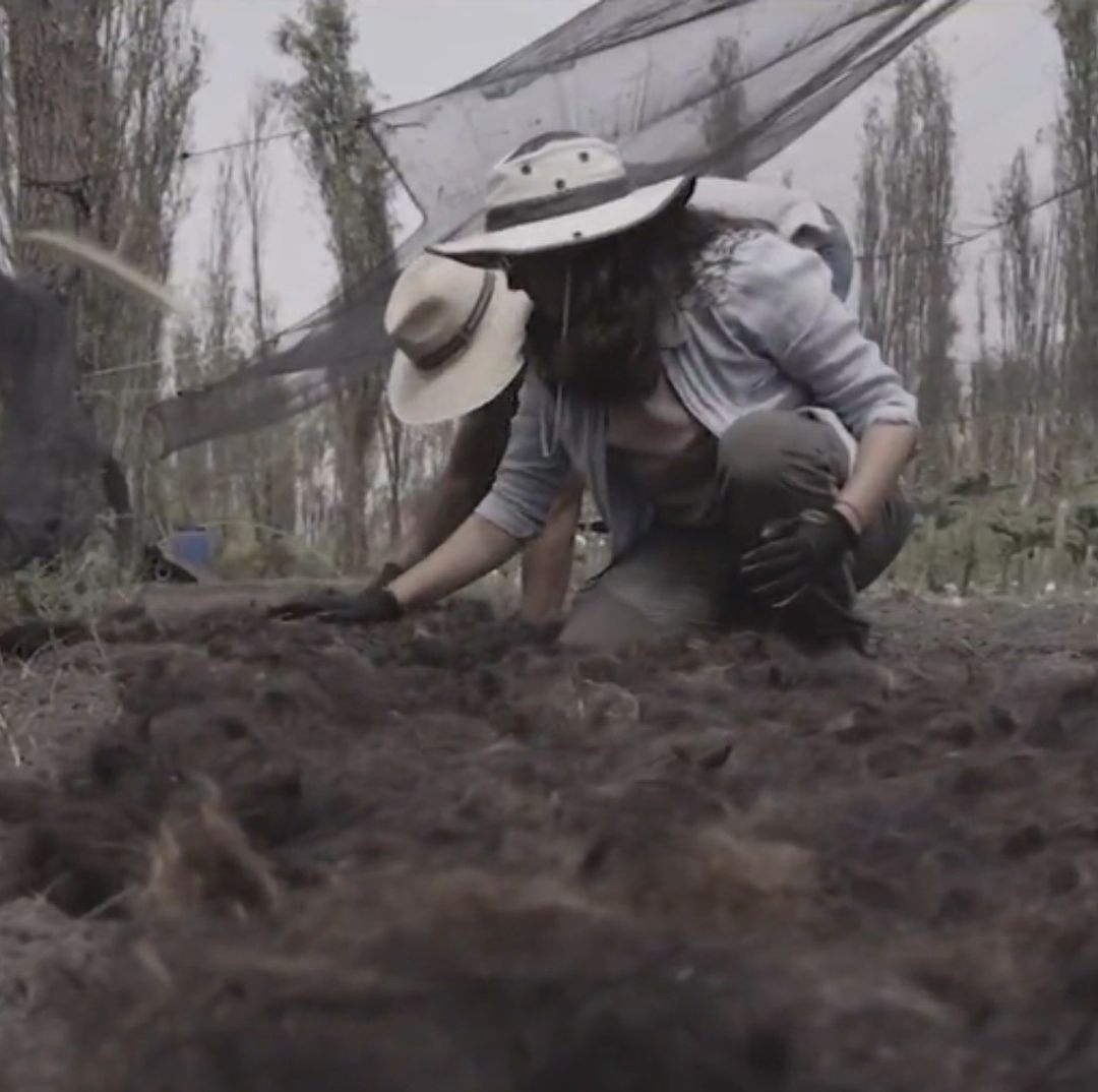 Con Cabello Mejoran Suelo de Cultivo Chinampero en Xochimilco