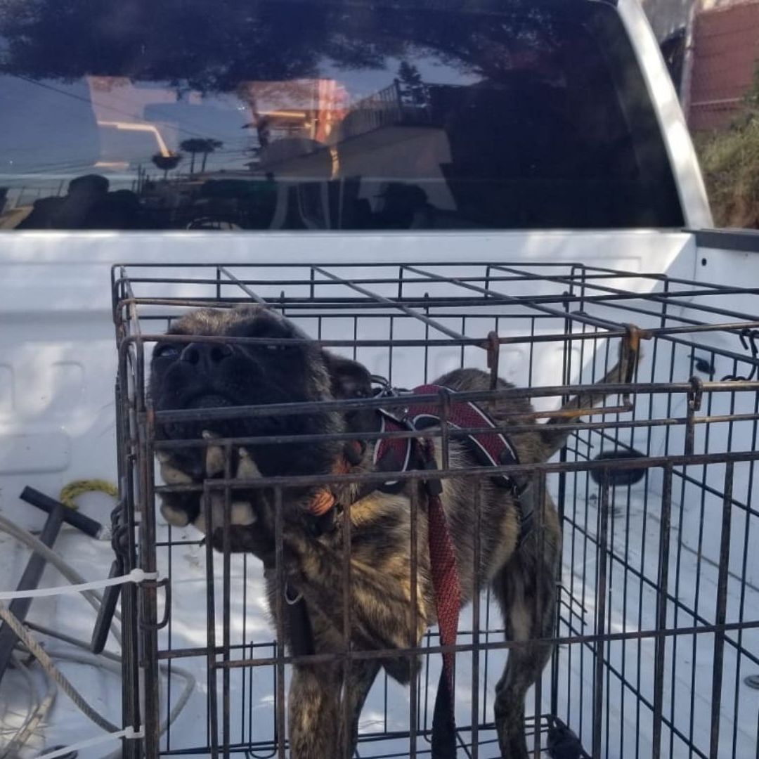 Rescatan Perro Víctima de Maltrato Animal en Ejido Ruiz Cortines en Ensenada