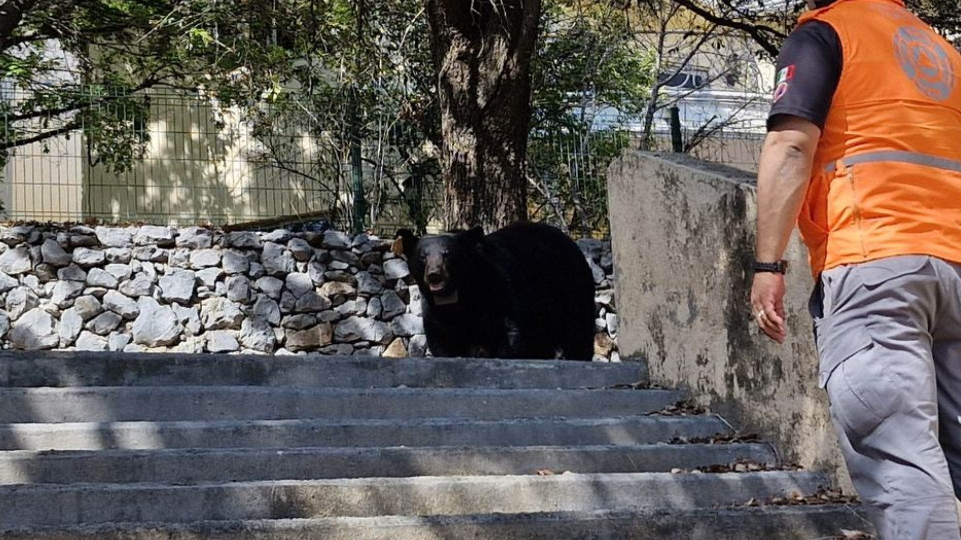 Osos