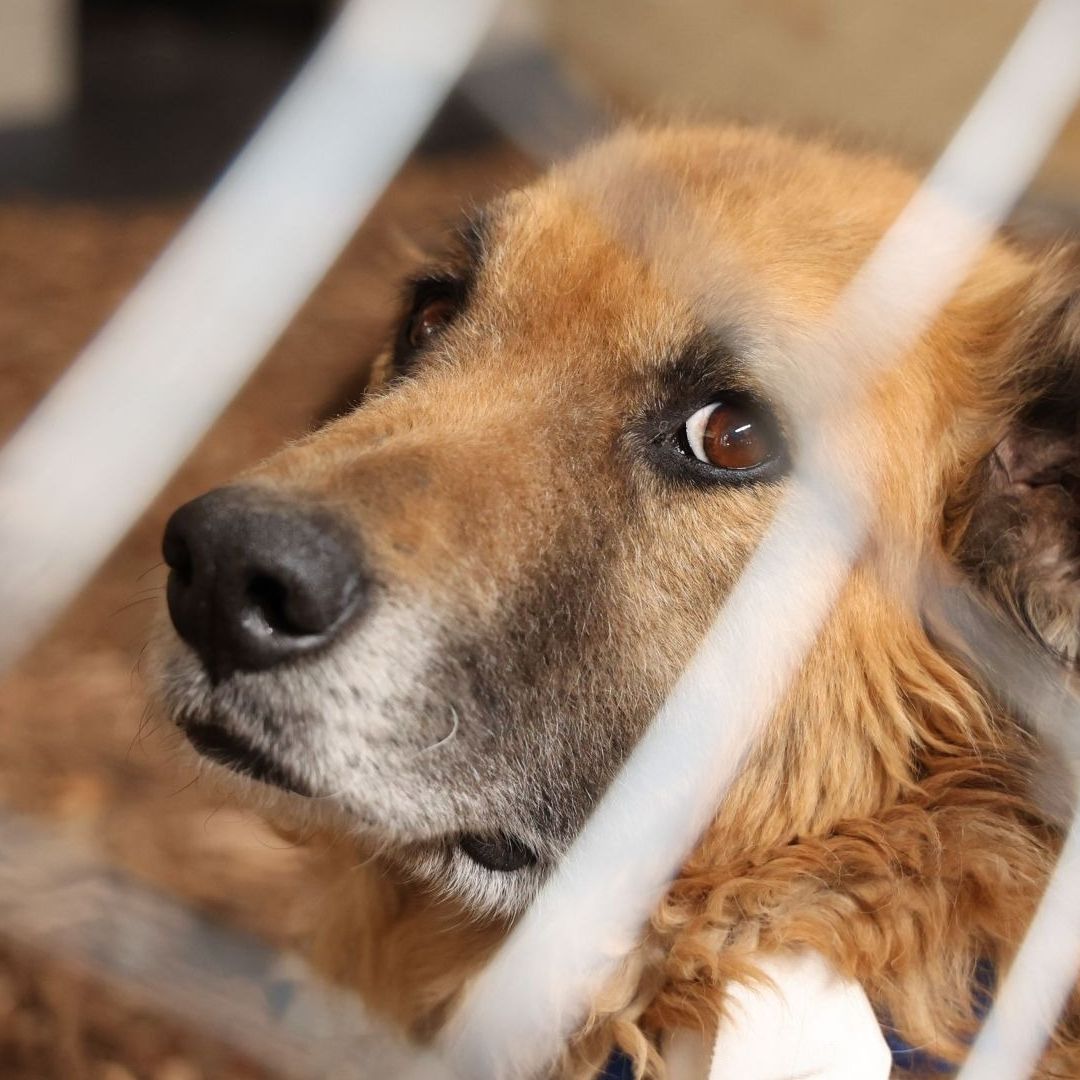 Refugio Franciscano Promueve Amparo para que Gobierno CDMX No Dé en Adopción a 900 Animales