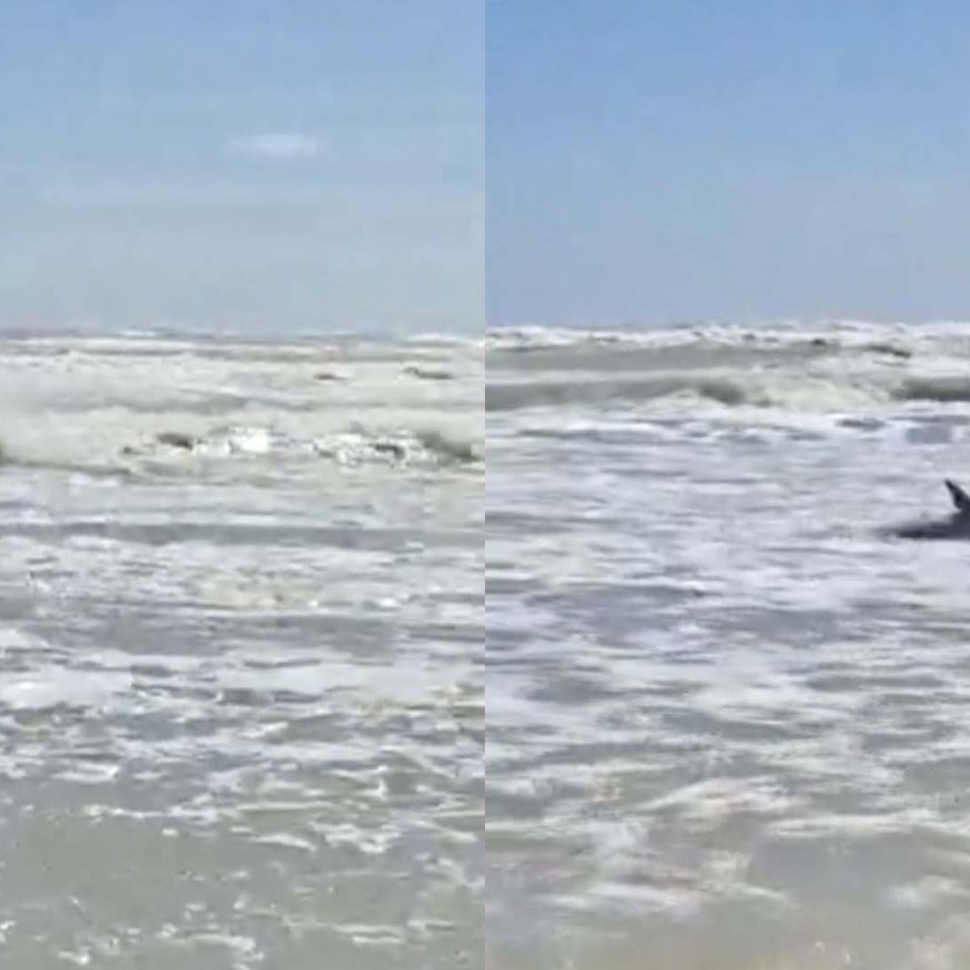 Hallan Delfín Nariz de Botella Muerto y Amarrado a un Ancla en Playa Bagdad