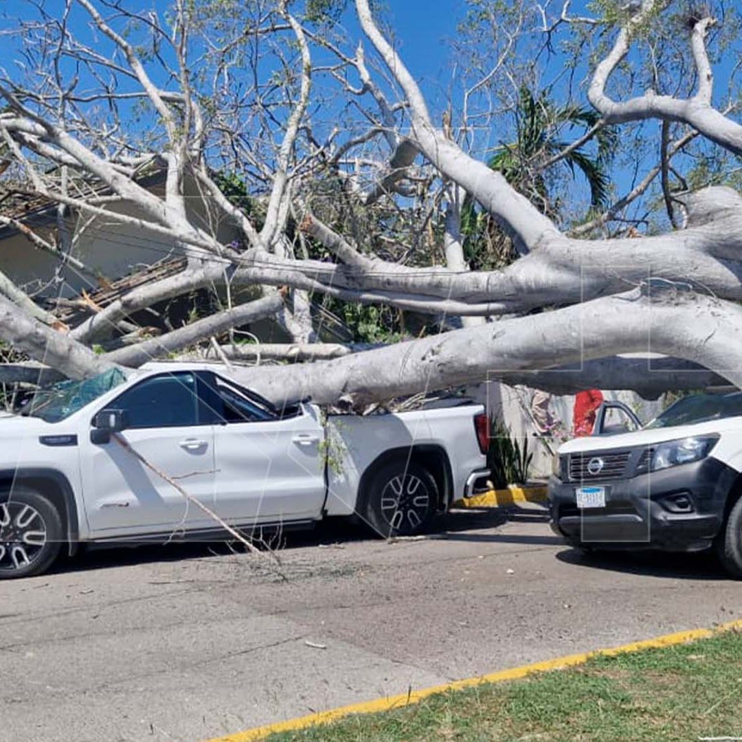 Árbol Gigante Cae Sobre Dos Camionetas en Tampico