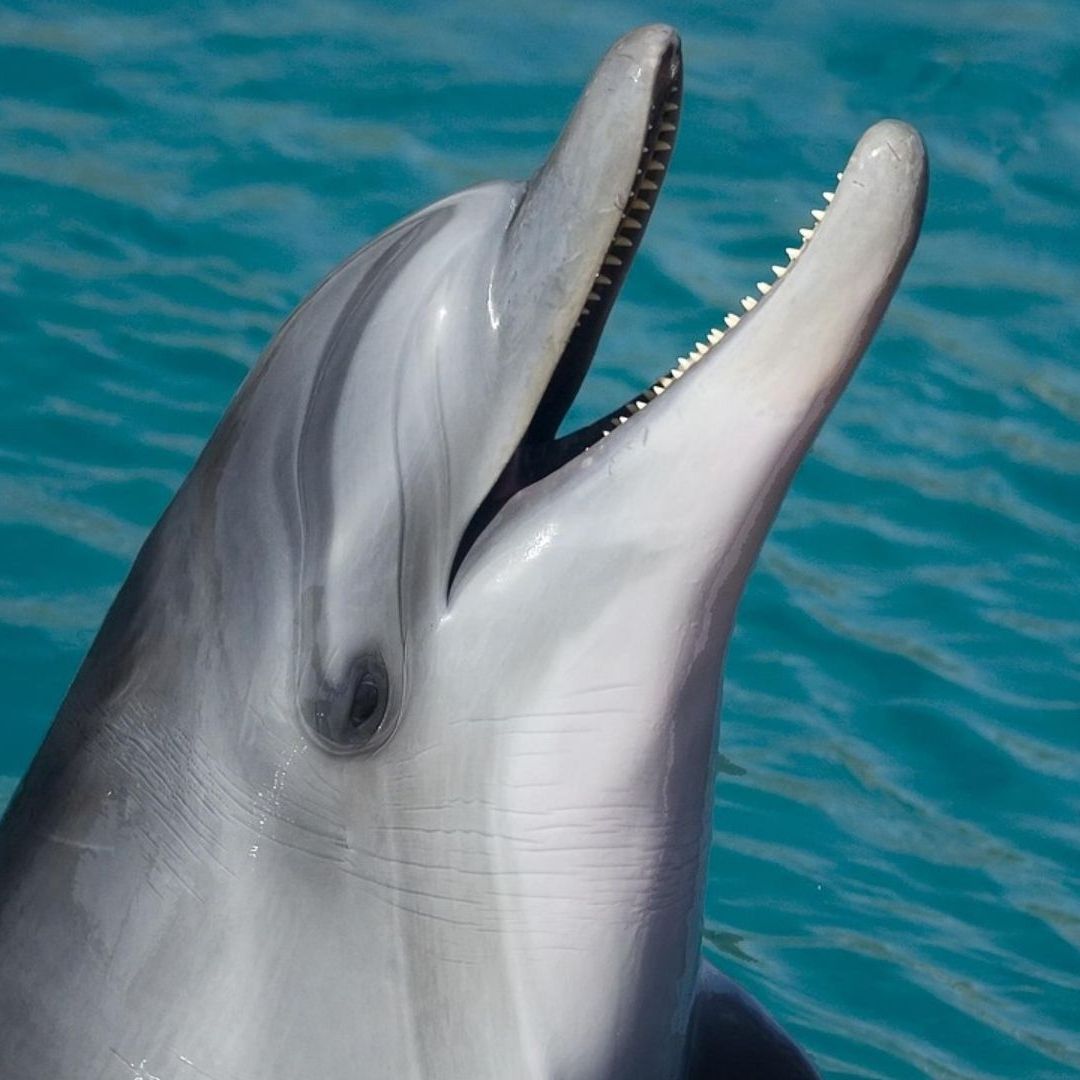 Hallan Delfín en Estado de Descomposición en Playa Ejido Guillermo Prieto Coatzacoalcos Veracruz
