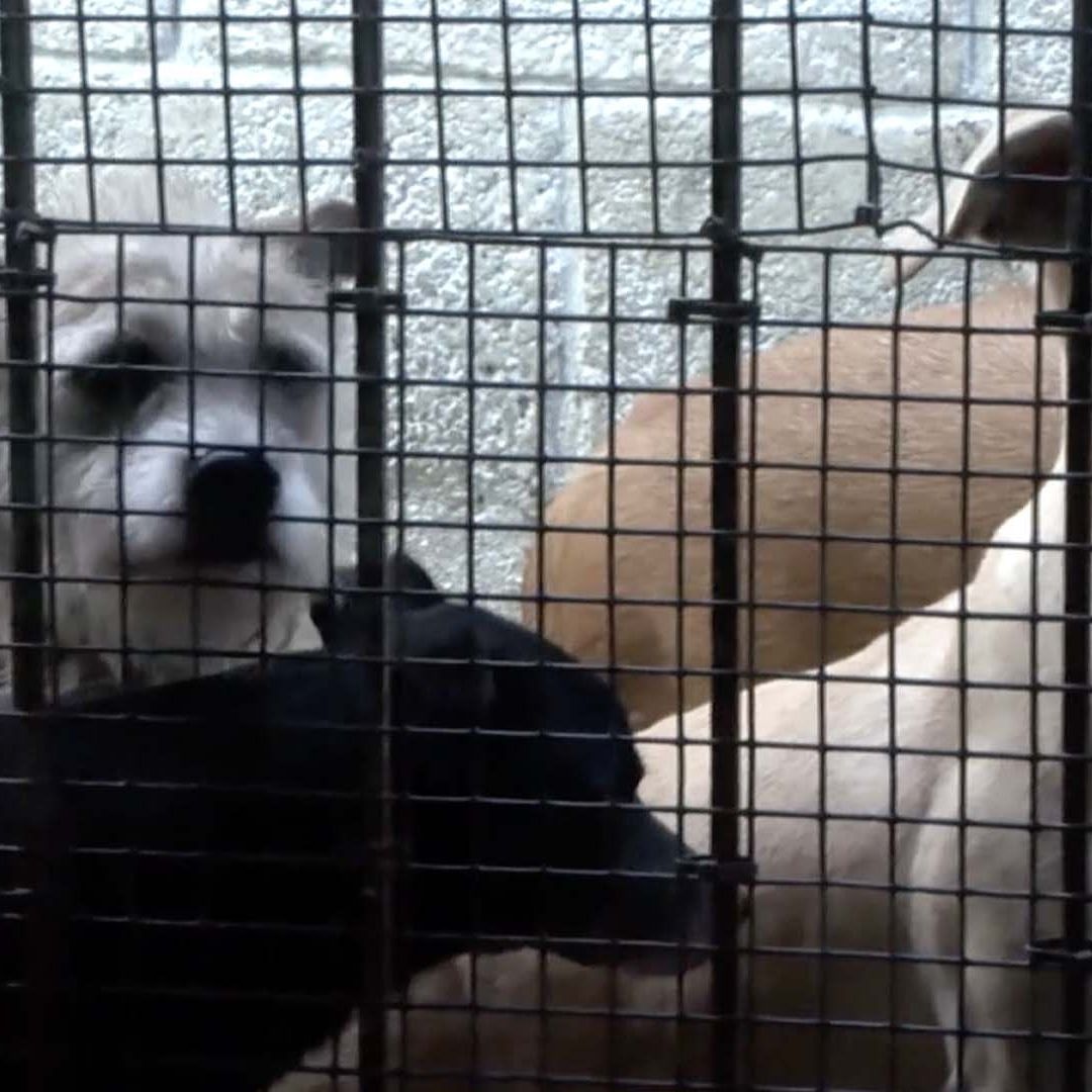 Detectan Gusano Barrenador en un Perro en Tampico
