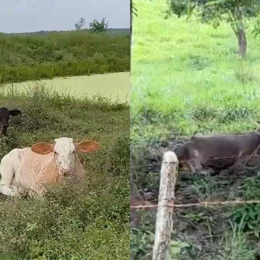 Detectan Casos de Miasis por Gusano Barrenador en Humanos en Coatzacoalcos Veracruz